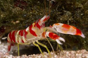 Tiny-Underwater-Creature-with-Superpowers-Pistol-Shrimp